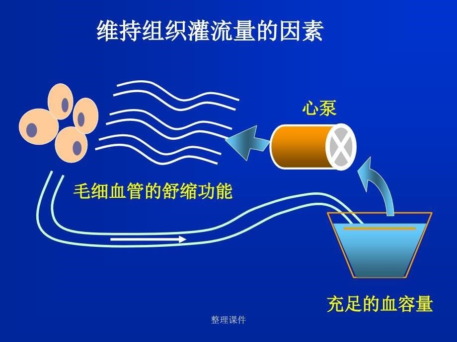 动物病理学休克_第5页