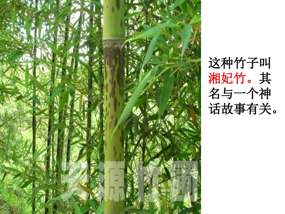 湘夫人精品优秀课件_第1页