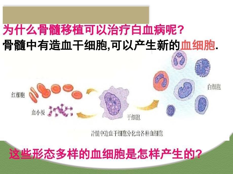 生物必修一第六章第二节细胞的分化_第5页