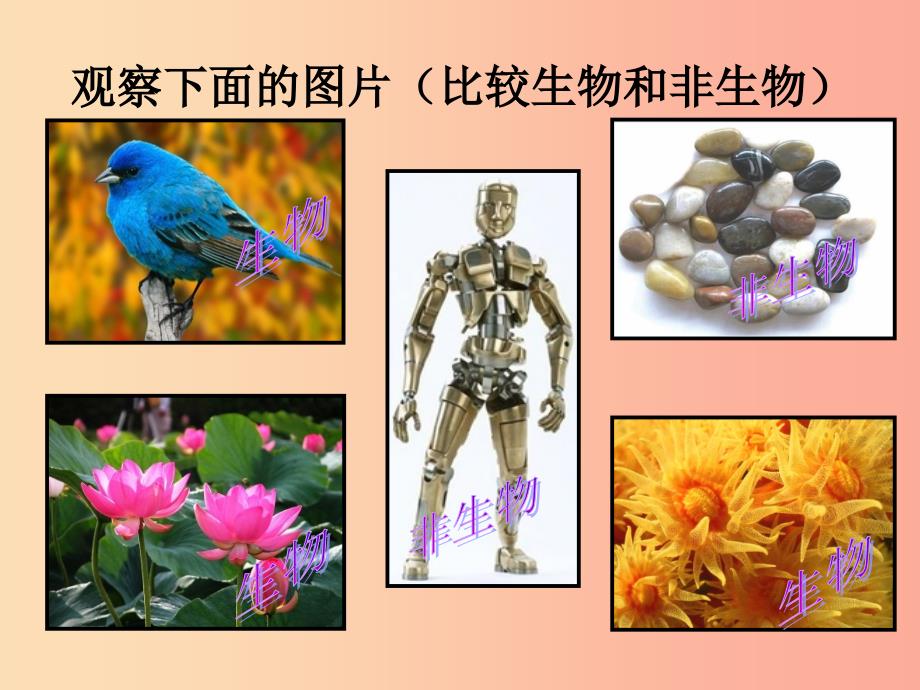 七年级生物上册第一单元第一章第一节生物的特征课件 新人教版.ppt_第2页