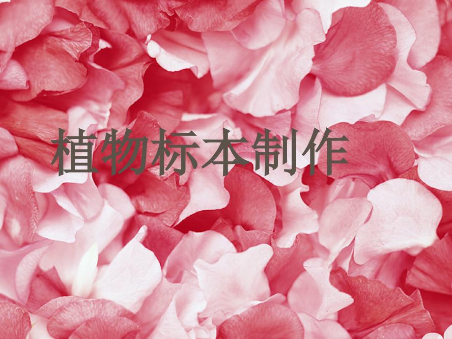 2023四年级科学上册 2.2 制作植物标本课件2 新人教版_第1页
