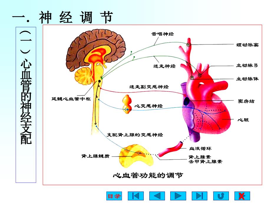 大学医学院生理版课件第四章心血管活动的调节_第2页