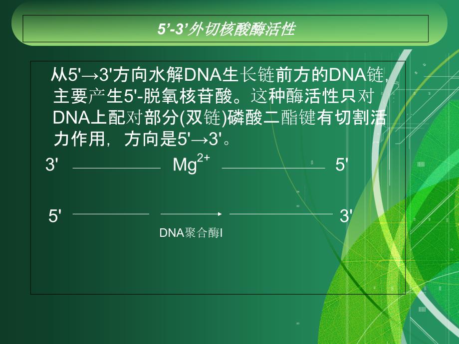 大肠杆菌DNA聚合酶1的作用与应用资料_第4页