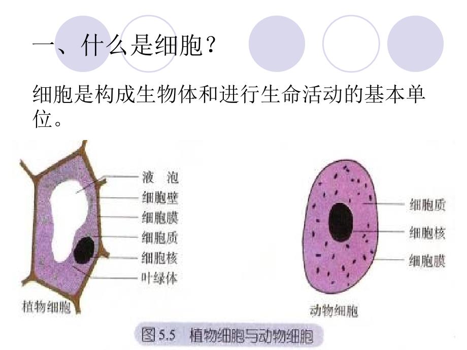 动物细胞的结构_第4页