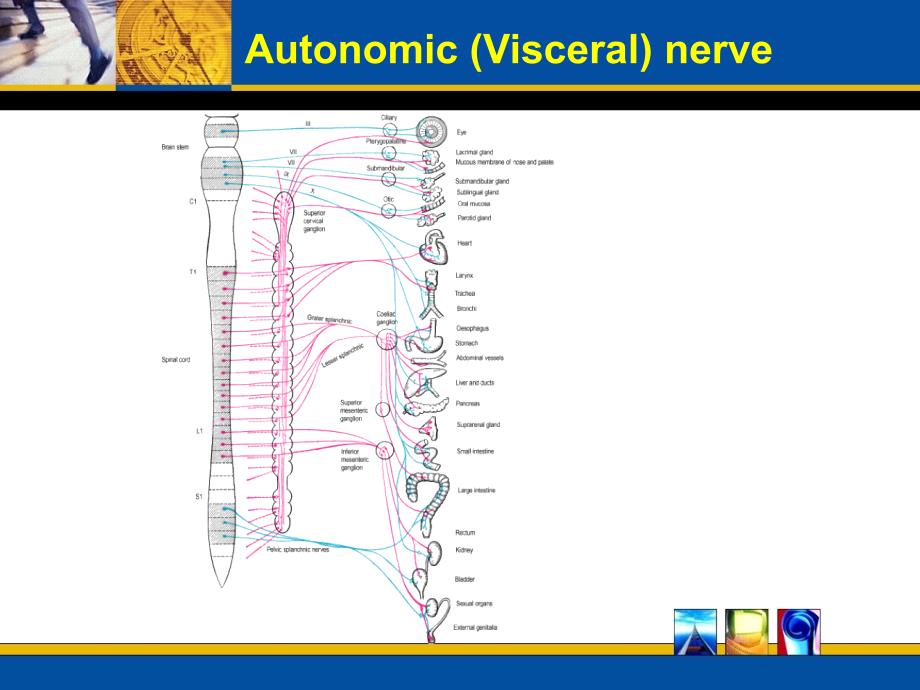 神经解剖学课件：Autonomic nervous system_第4页