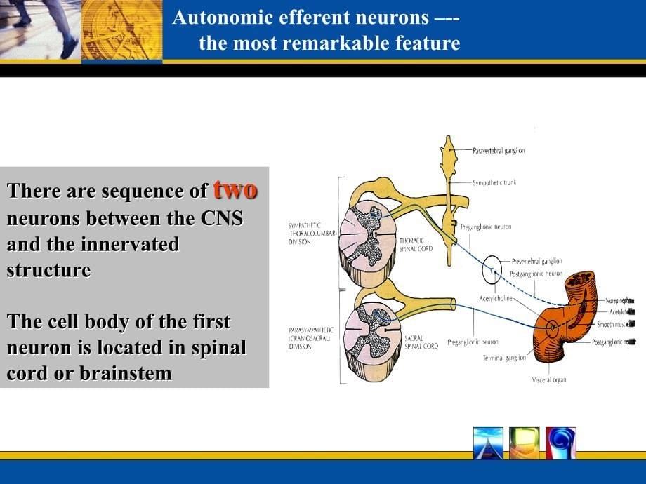 神经解剖学课件：Autonomic nervous system_第5页