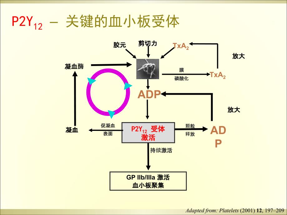 抗血小板治疗与消化道出血对策_第3页