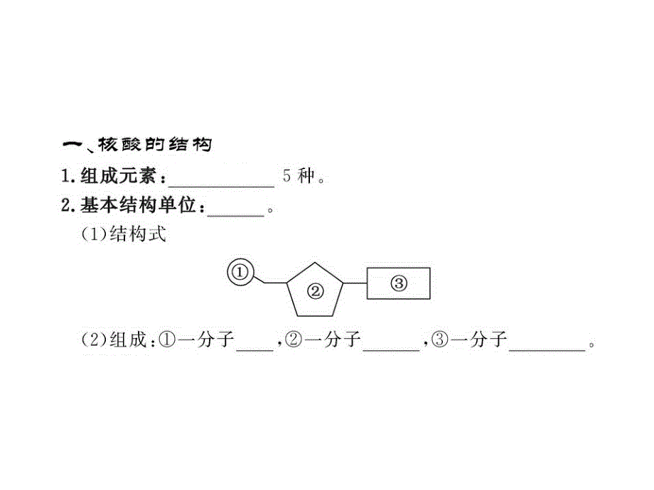 高一生物同步课件2.2.3核酸的结构和功能苏教版必修1_第3页