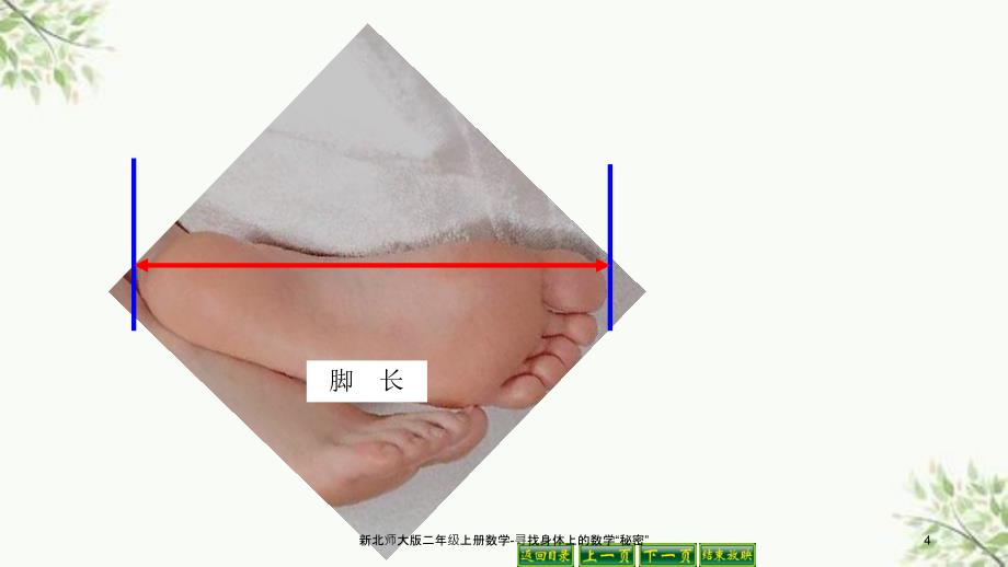 新北师大版二年级上册数学寻找身体上的数学秘密课件_第4页