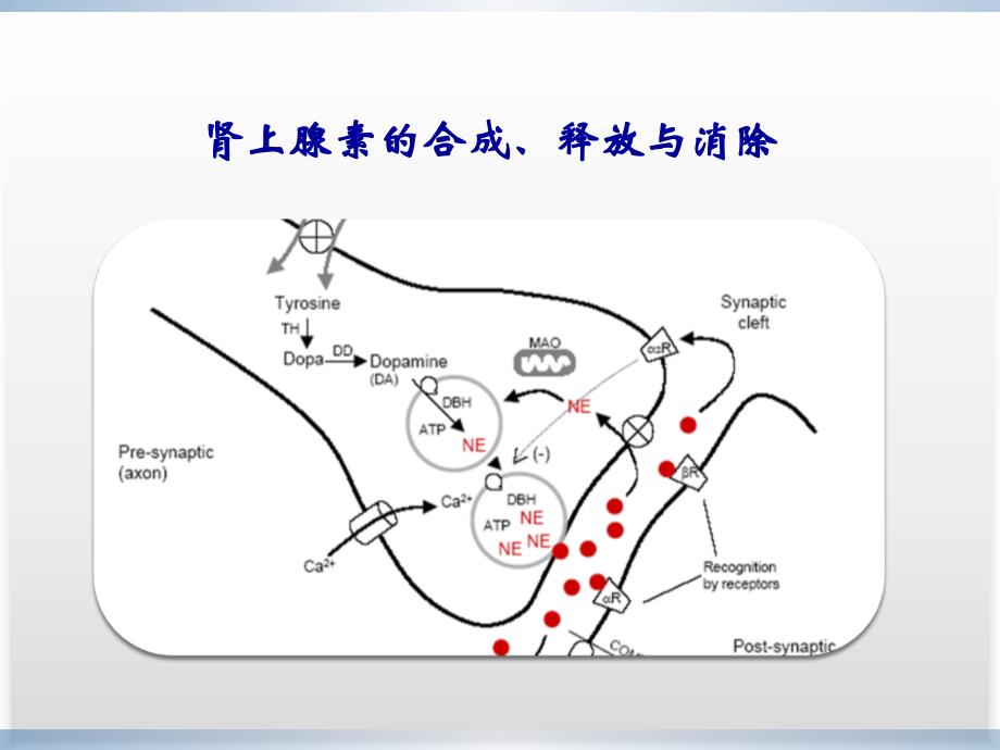 拟肾上腺素药和抗肾上腺素药 ppt课件_第3页