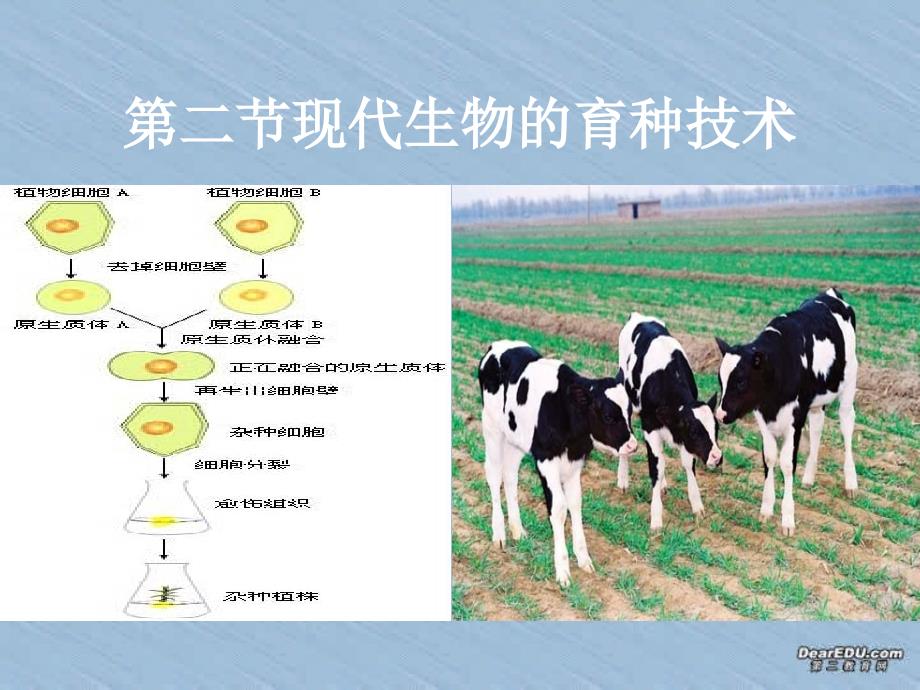 高中生物《现代生物技术在育种上的应用人教版》课件四（16张PPT）（人教版选修2）_第2页