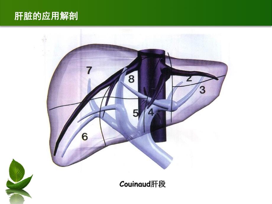 中央型肝癌的外科治疗_第4页