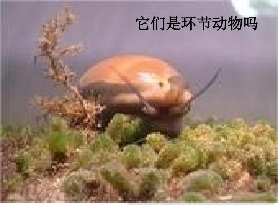 七年级生物上册 第三章 第三节 常见的动物课件 冀教版_第1页