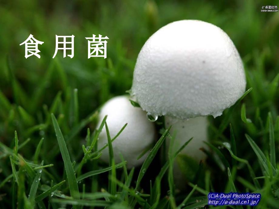 2023四年级科学上册 3.1 各种各样的蘑菇课件1 新人教版_第1页