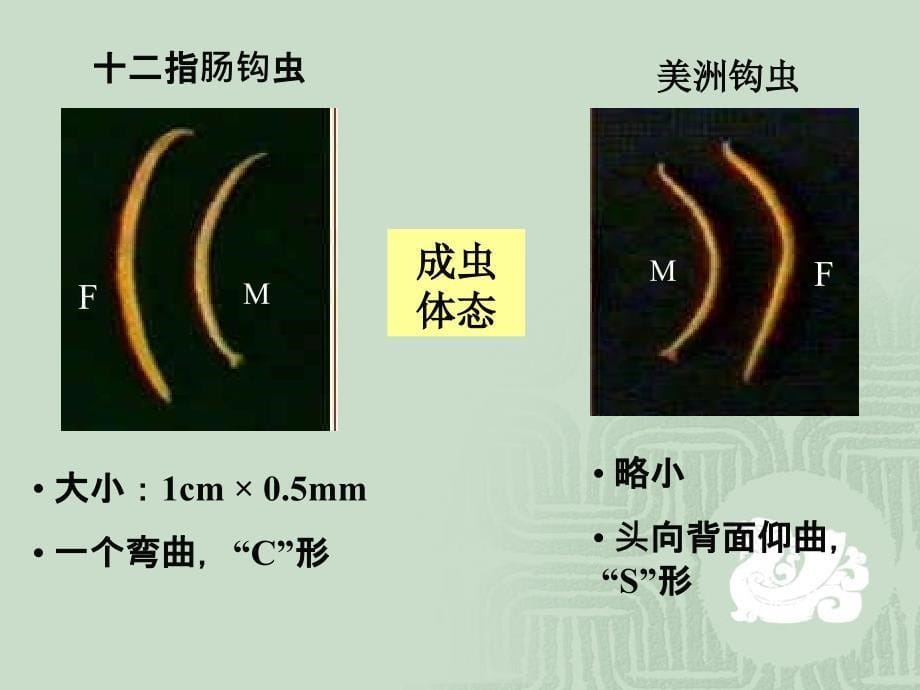 5年制第3次课钩蛲虫_第5页