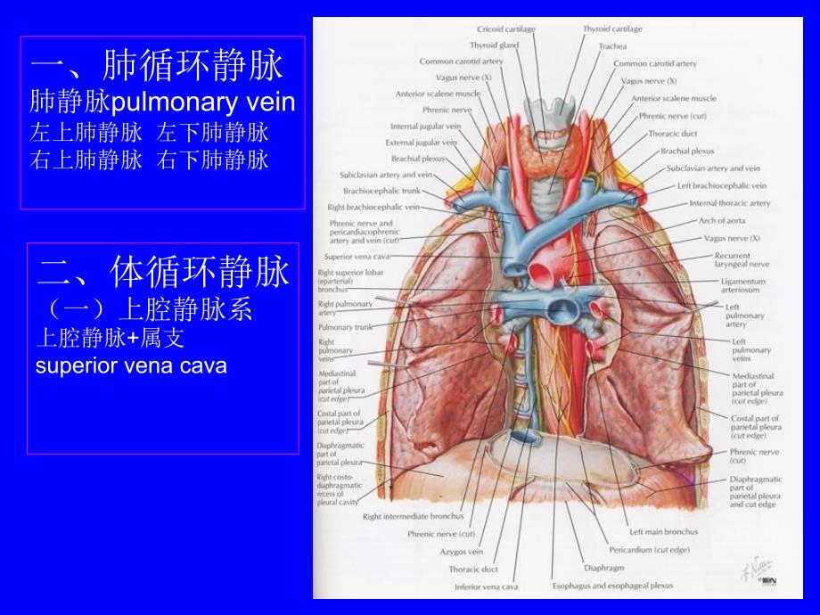 局部解剖学：脉管系统（静脉）_第2页