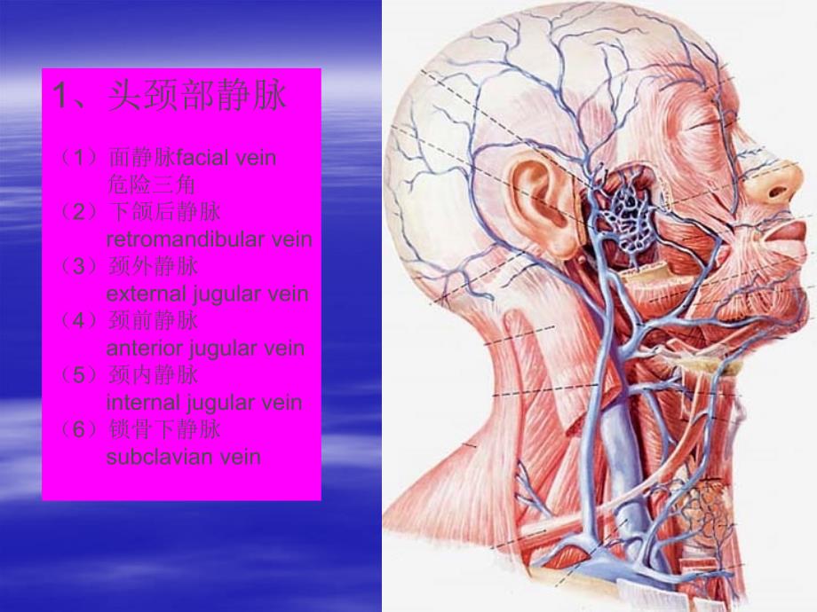 局部解剖学：脉管系统（静脉）_第3页