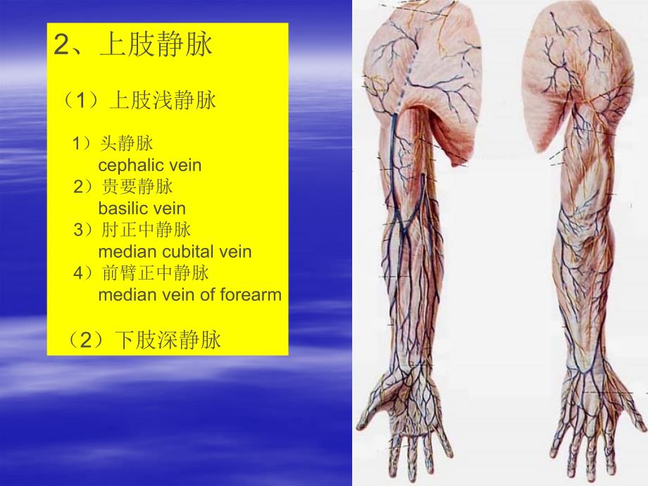 局部解剖学：脉管系统（静脉）_第4页