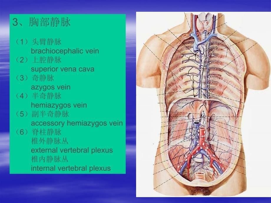 局部解剖学：脉管系统（静脉）_第5页