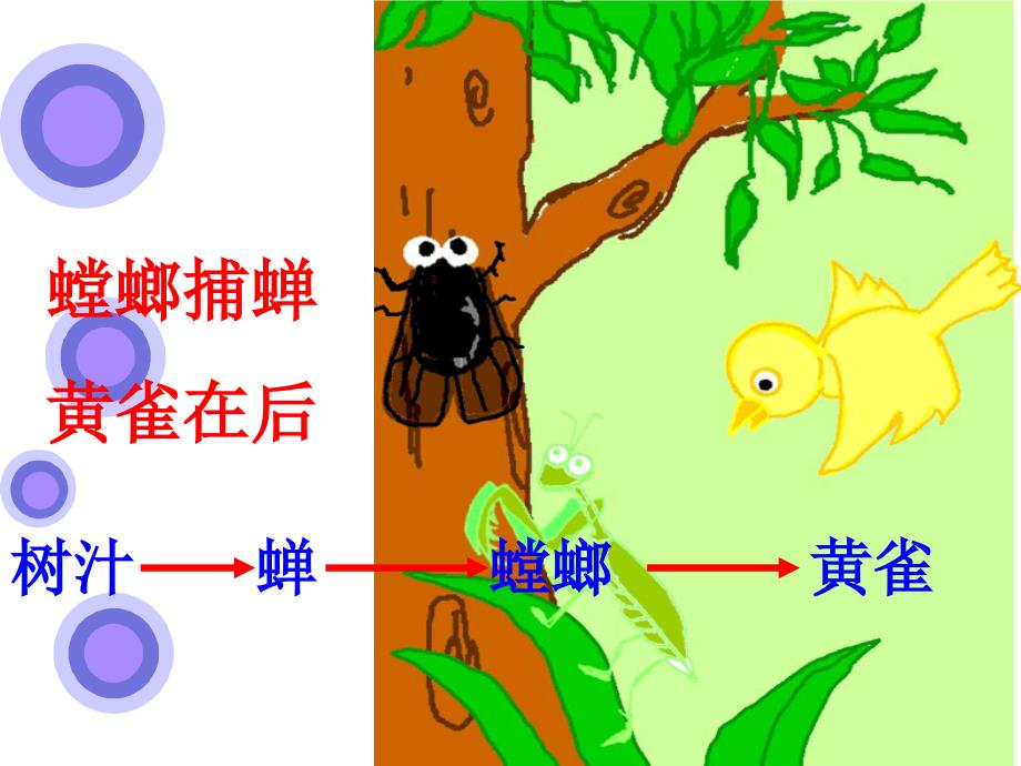 青岛版小学科学四年级下册密切联系的生物界课件_第2页