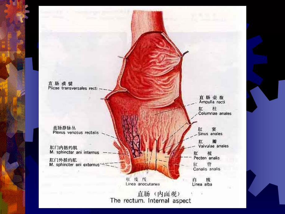 中医外科第十二章肛门直肠疾病_第4页