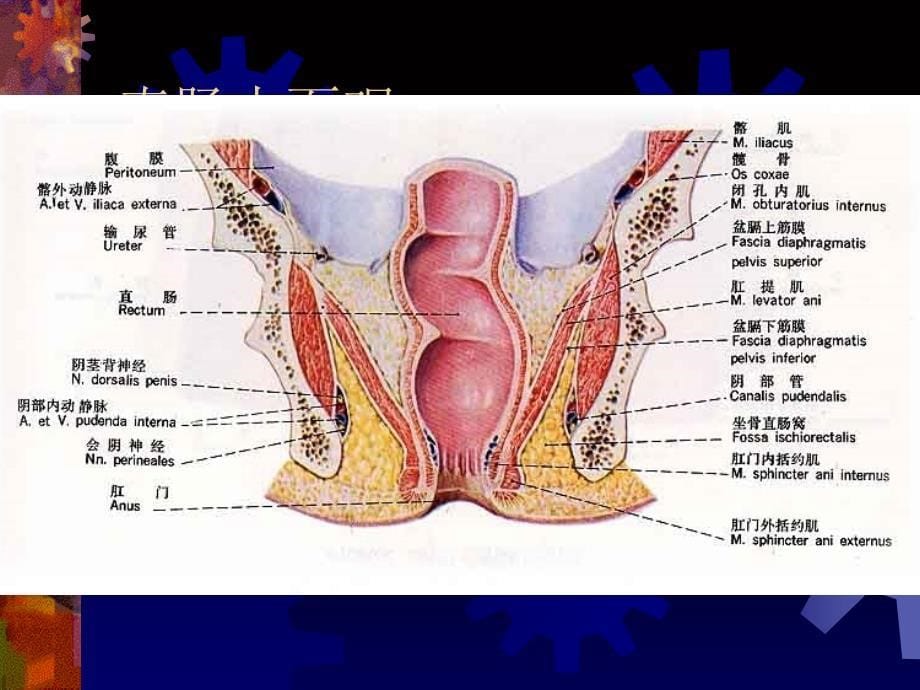 中医外科第十二章肛门直肠疾病_第5页