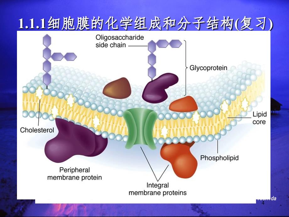 g动物生理学PPT课件_第4页