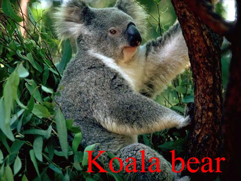 七年级英语下册_Unit3Why_do_you_like_koalas_课件人教版_第4页