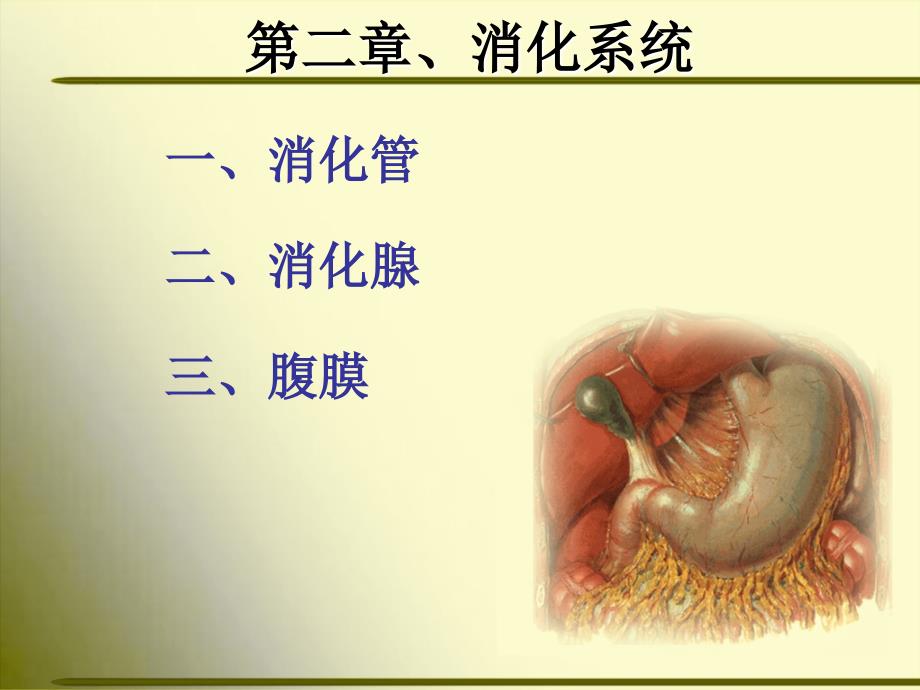 正常人体解剖学消化系统_第1页