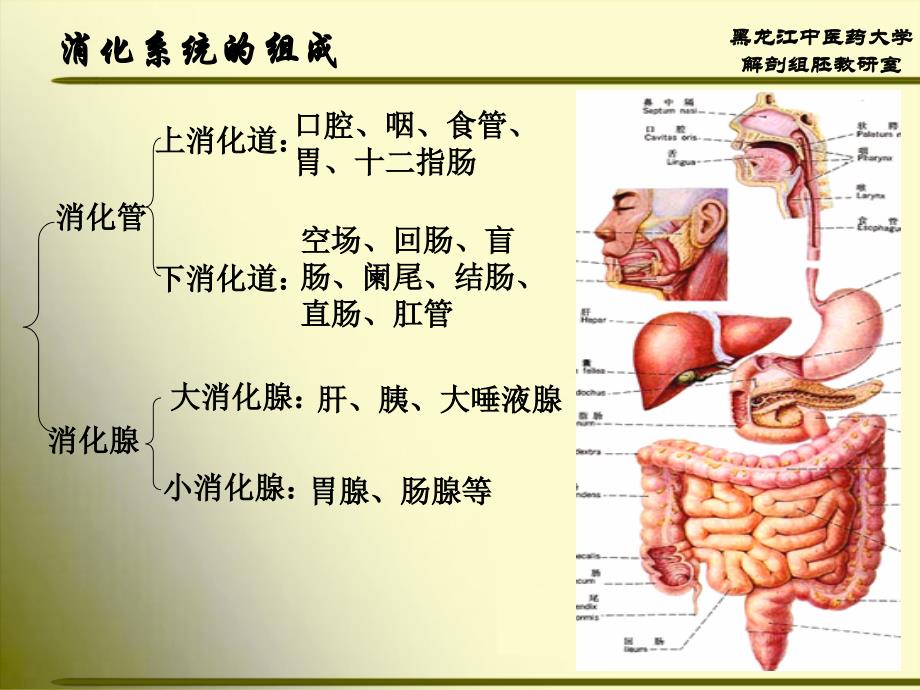 正常人体解剖学消化系统_第2页