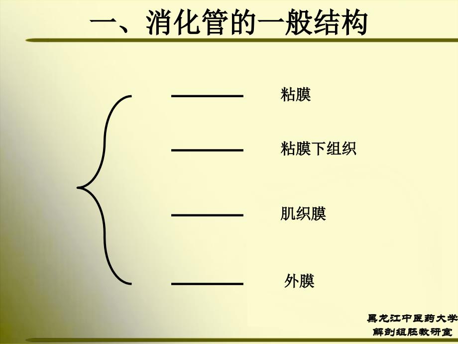 正常人体解剖学消化系统_第3页