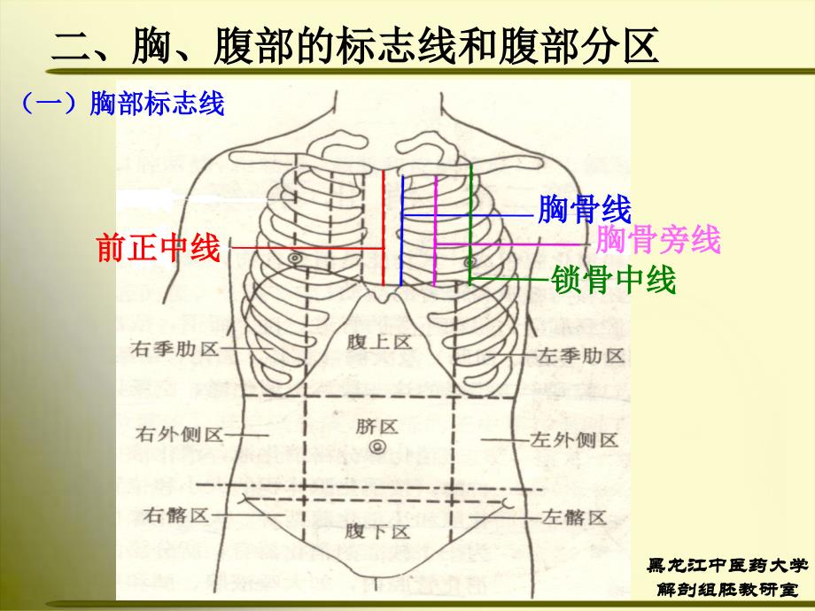 正常人体解剖学消化系统_第4页