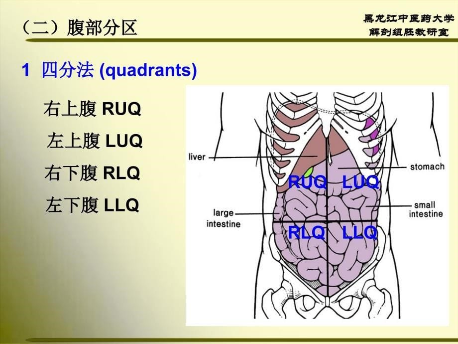 正常人体解剖学消化系统_第5页