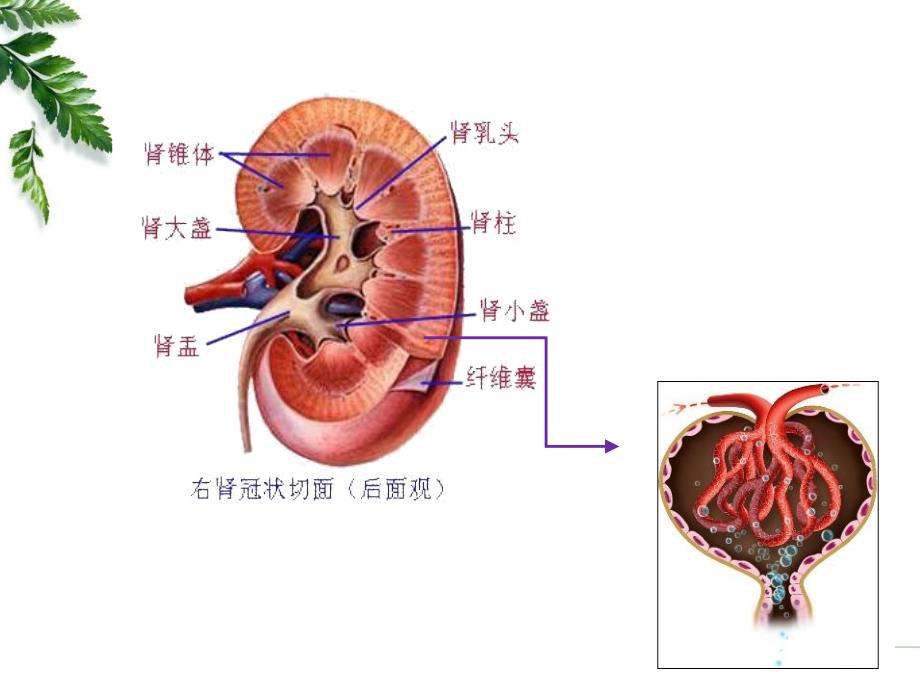 病理生理学16肾功能不全_第4页