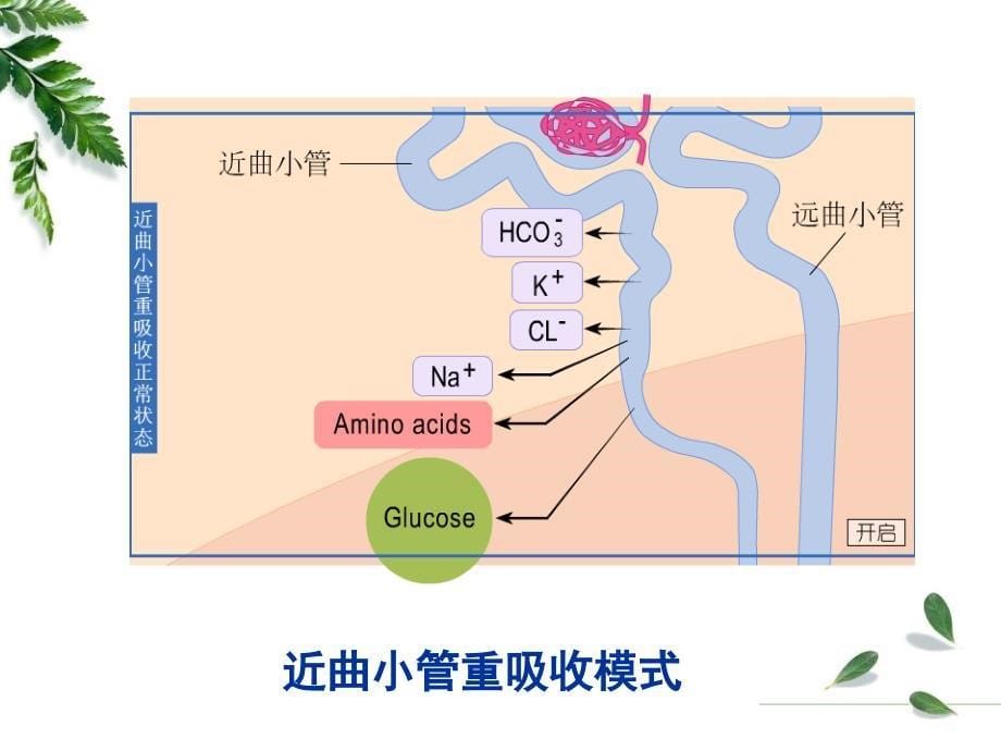 病理生理学16肾功能不全_第5页