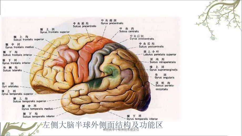 神经病学中枢神经系统定位_第4页