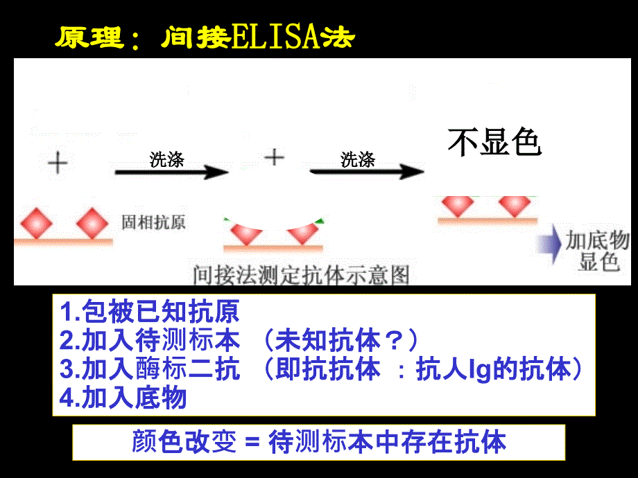 微生物实验课件：ELISA(酶联免疫吸附试验)_第4页