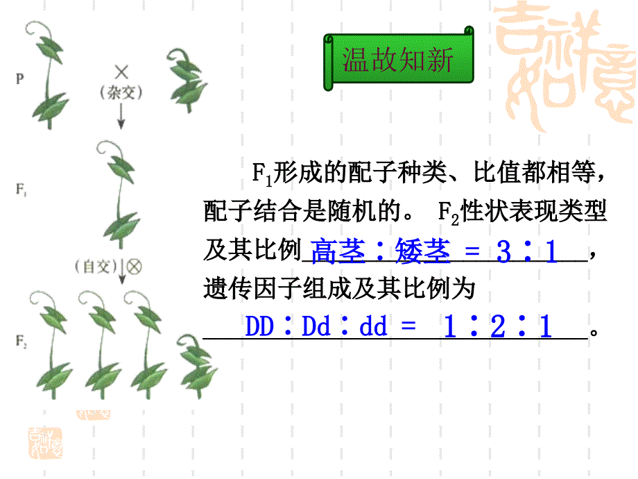 第二节-孟德尔的豌豆杂交实验(二)PPT_第1页