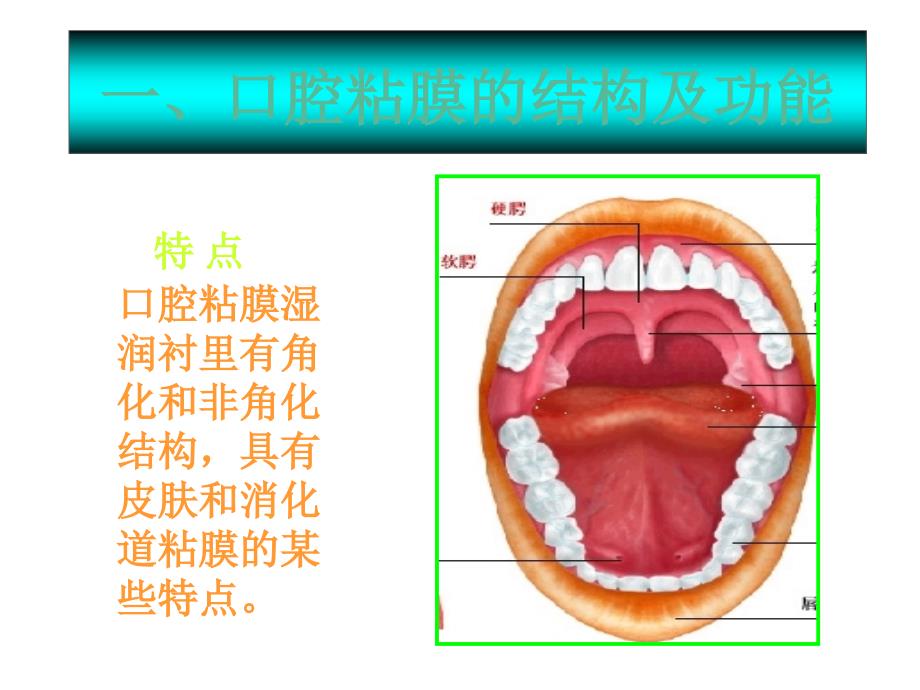 口腔溃疡诊断及鉴别_第2页