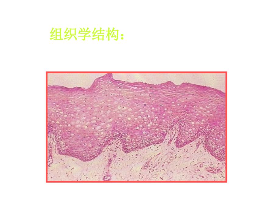 口腔溃疡诊断及鉴别_第3页