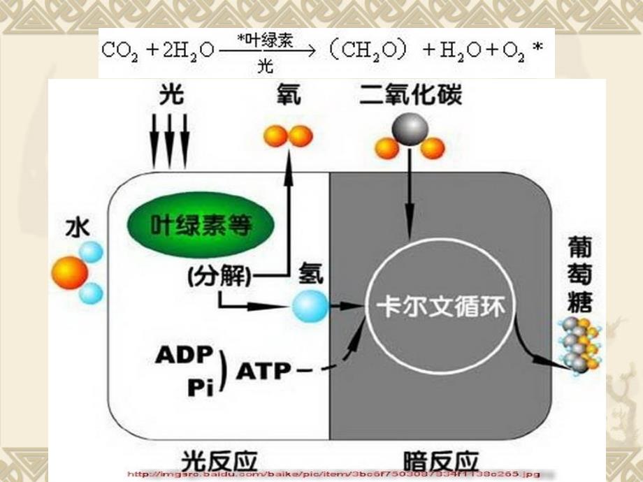 第三章第二节光照条件._第4页