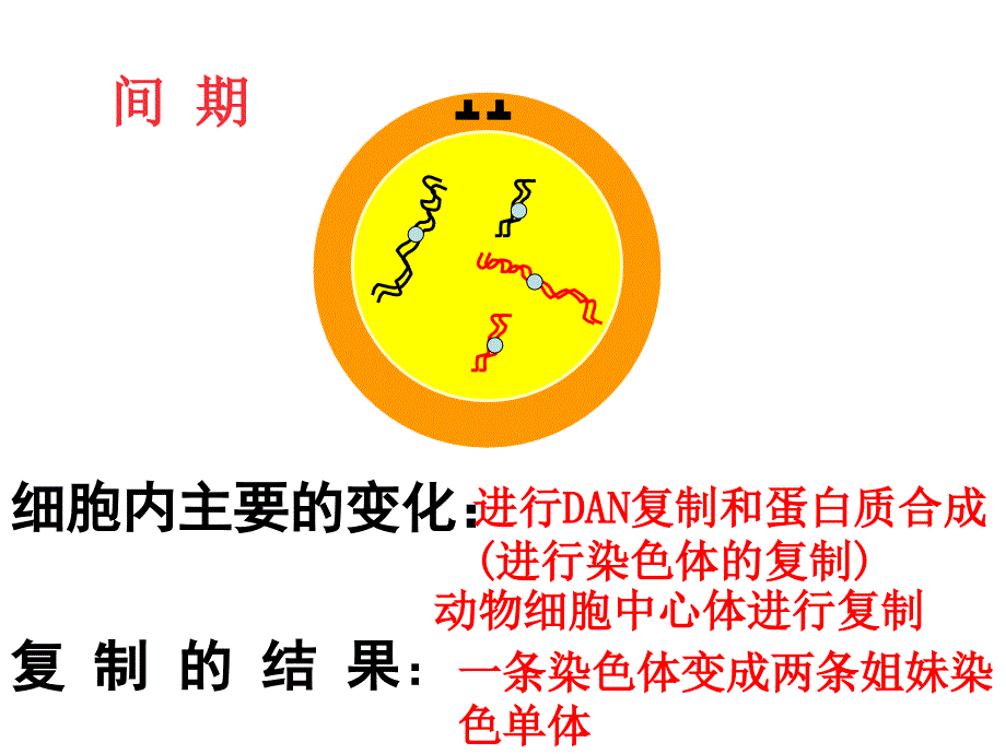 高中生物第二章第一节减数分裂和受精作用一课件人教版必修2_第2页