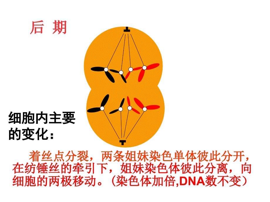 高中生物第二章第一节减数分裂和受精作用一课件人教版必修2_第5页