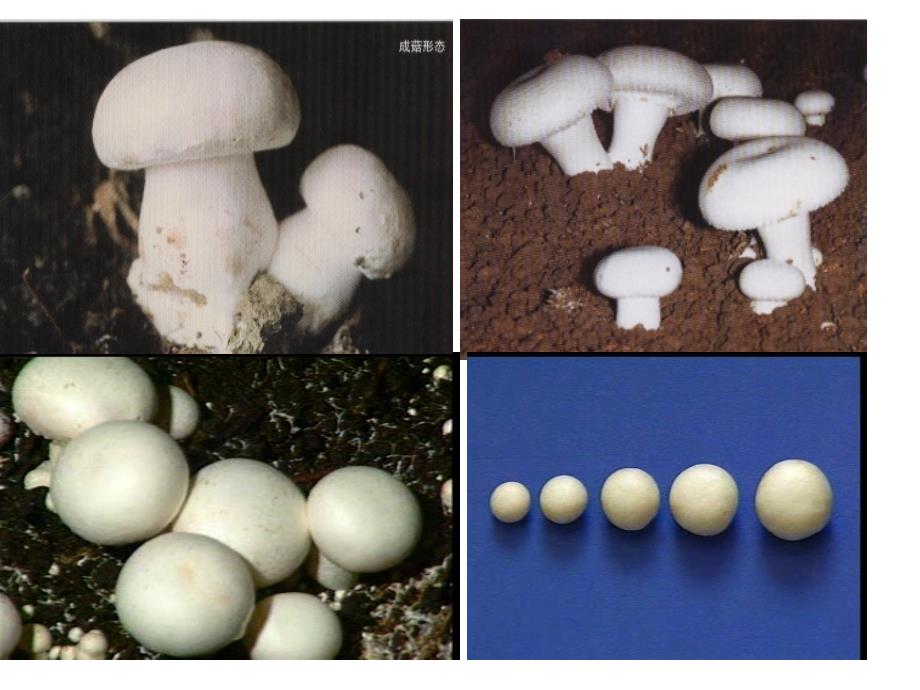 双孢蘑菇栽培技术_第3页