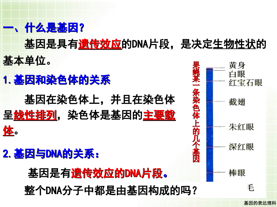 基因的表达理科课件_第3页