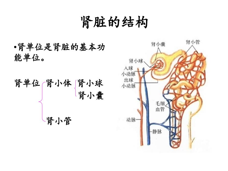 肾内科护理常规_第4页