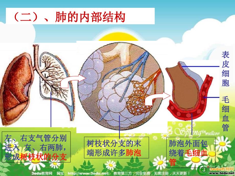 肺适用于气体交换的结构特点_第2页