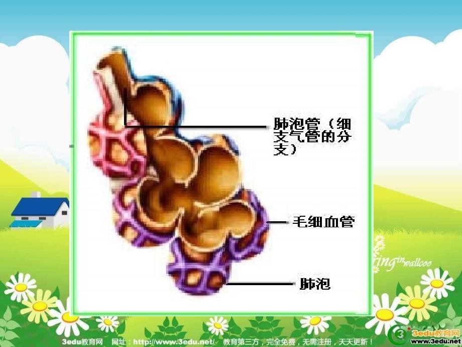 肺适用于气体交换的结构特点_第4页