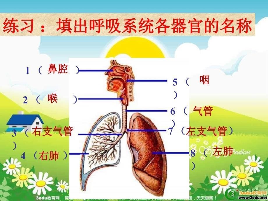 肺适用于气体交换的结构特点_第5页