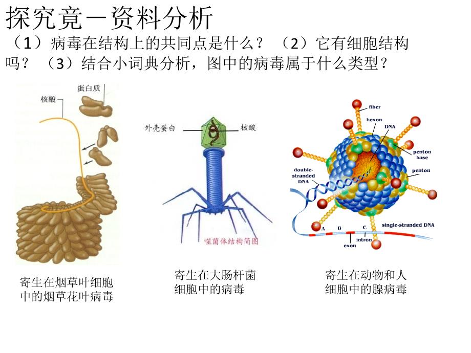 八上第五单元第三章病毒的控制和利用_第3页